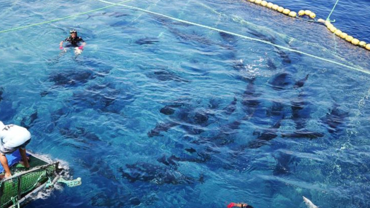 Denizin altında kaynıyormuş! Türk balıkçılar bir saatte kilolarca yakaladı