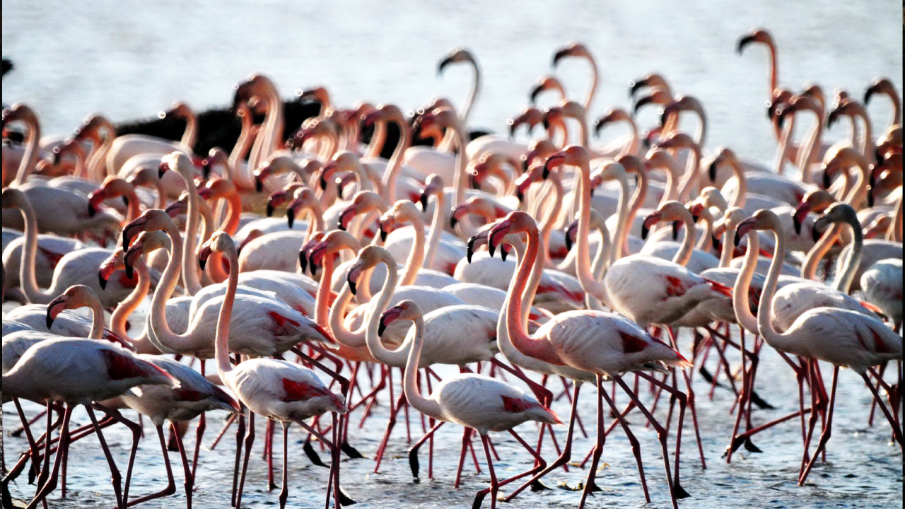 Bodrum ve Muğla'nın milli parkları betona açılıyor …