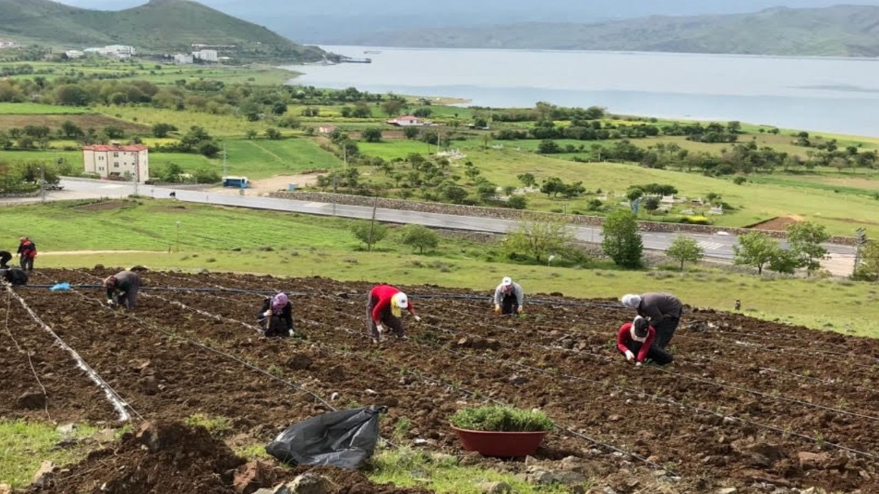 AKP’li Pertek Belediyesi’nin 21,8 milyonluk arsası icralık