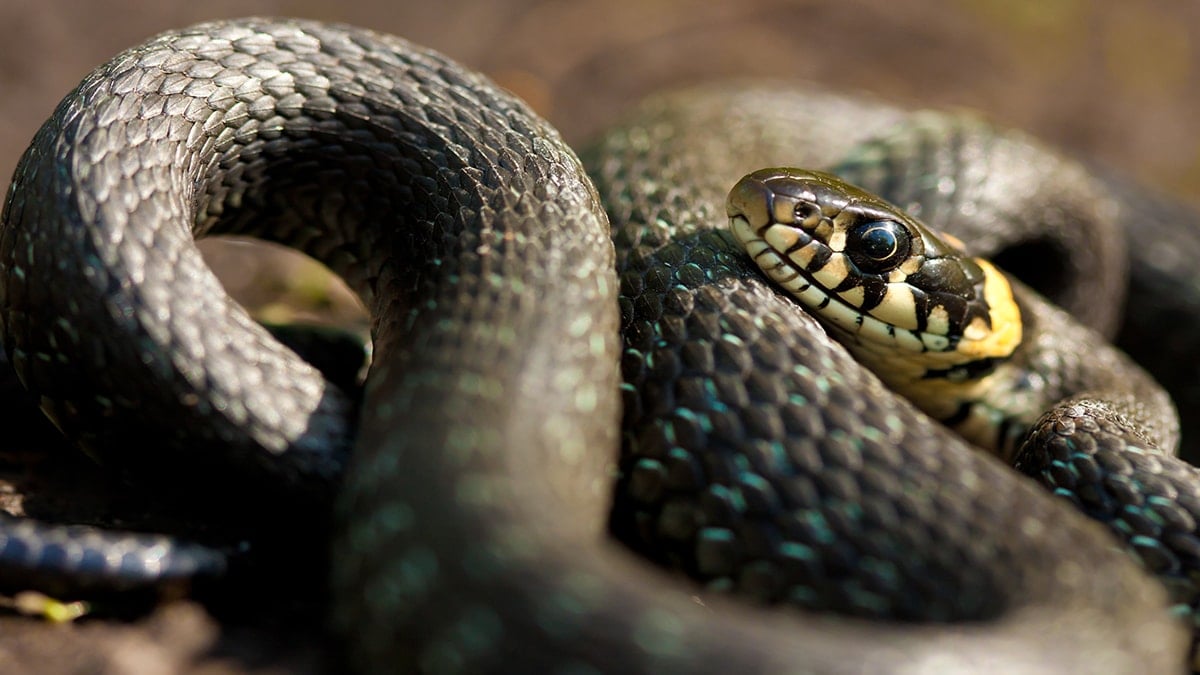 Bu yılanlar göz kırpmaktan bile daha hızlı: Sadece 40 milisaniyede hedefi buluyorlar