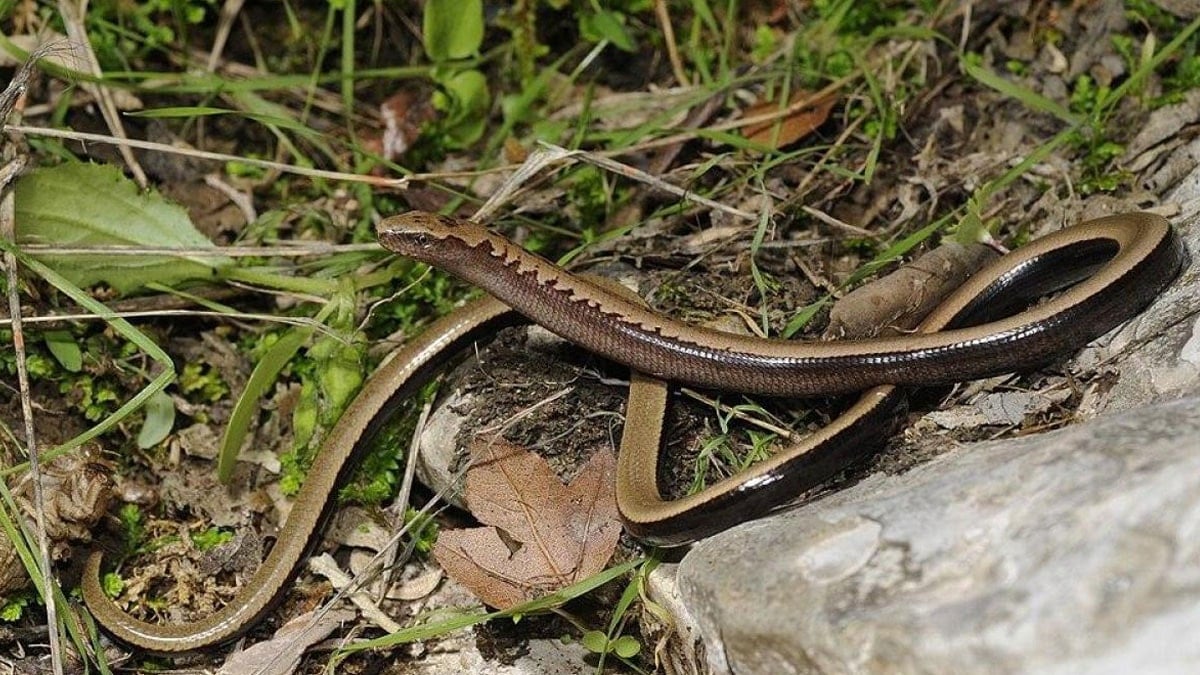 Yılana çok benziyor ve onun gibi hareket ediyor ama yılan değil