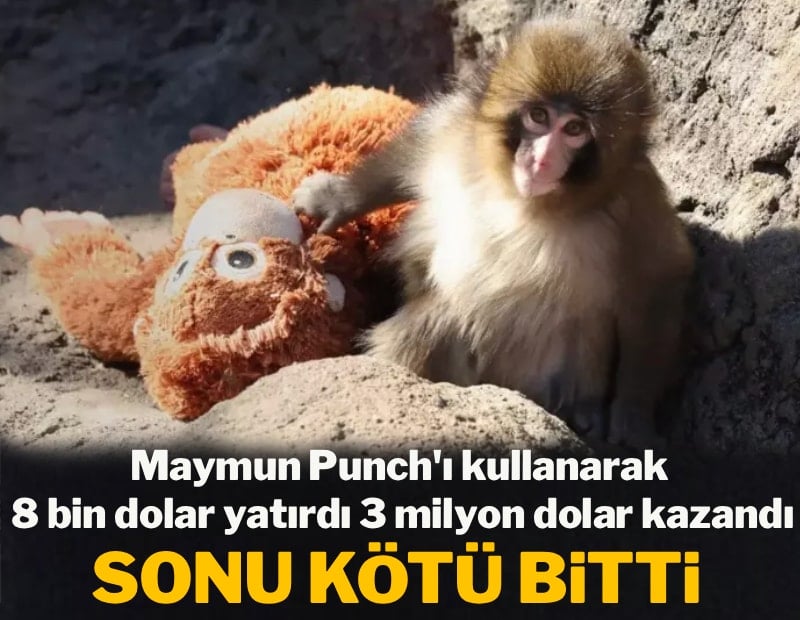 Siz 'zengin olacağım' diye beklerken, onlar maymun Punch üzerinden 3 milyonu böyle götürdü