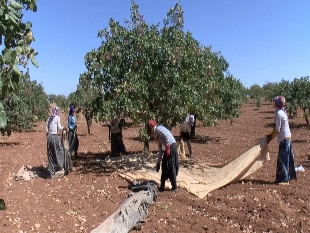 Yeşil altın hasadı başlıyor: 120 bin ton rekolte bekleniyor