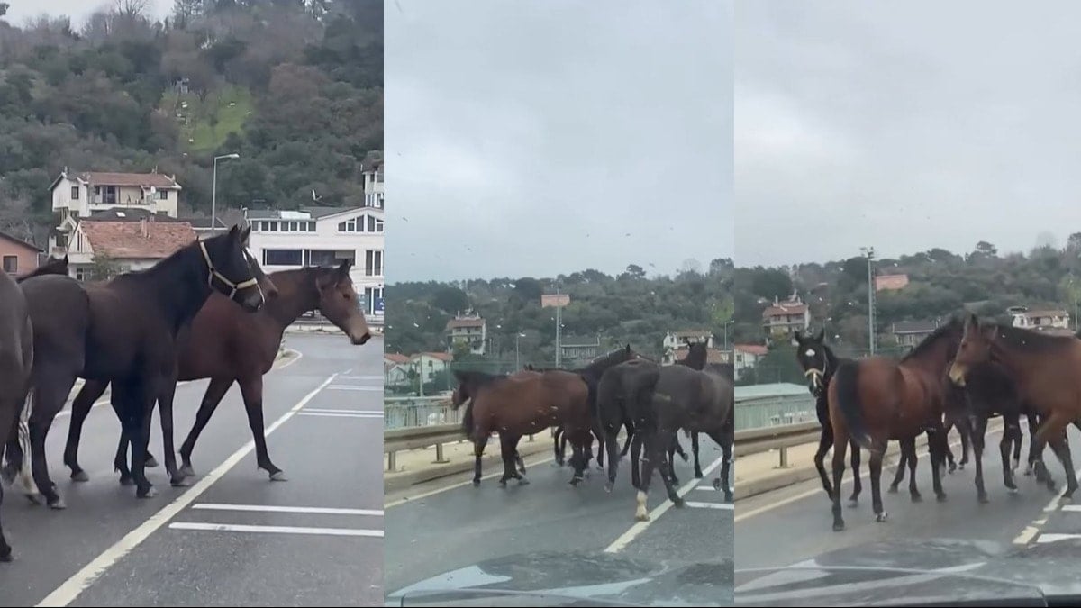  Beykoz'da başıboş atlar trafiği tehlikeye soktu