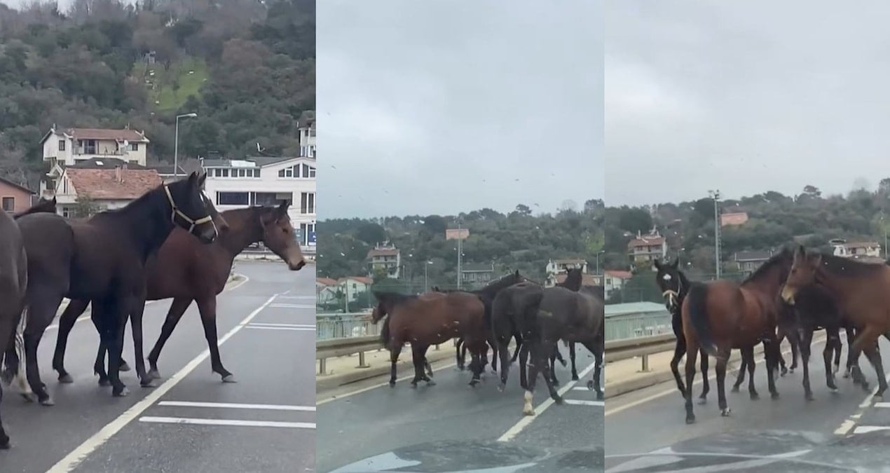 Beykoz'da başıboş atlar trafiği tehlikeye soktu