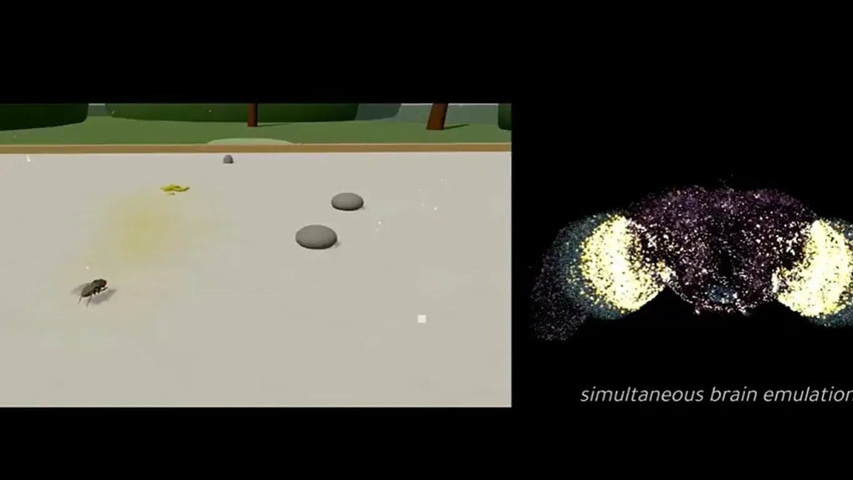 'Gerçek bir beyni bilgisayara kopyaladık'