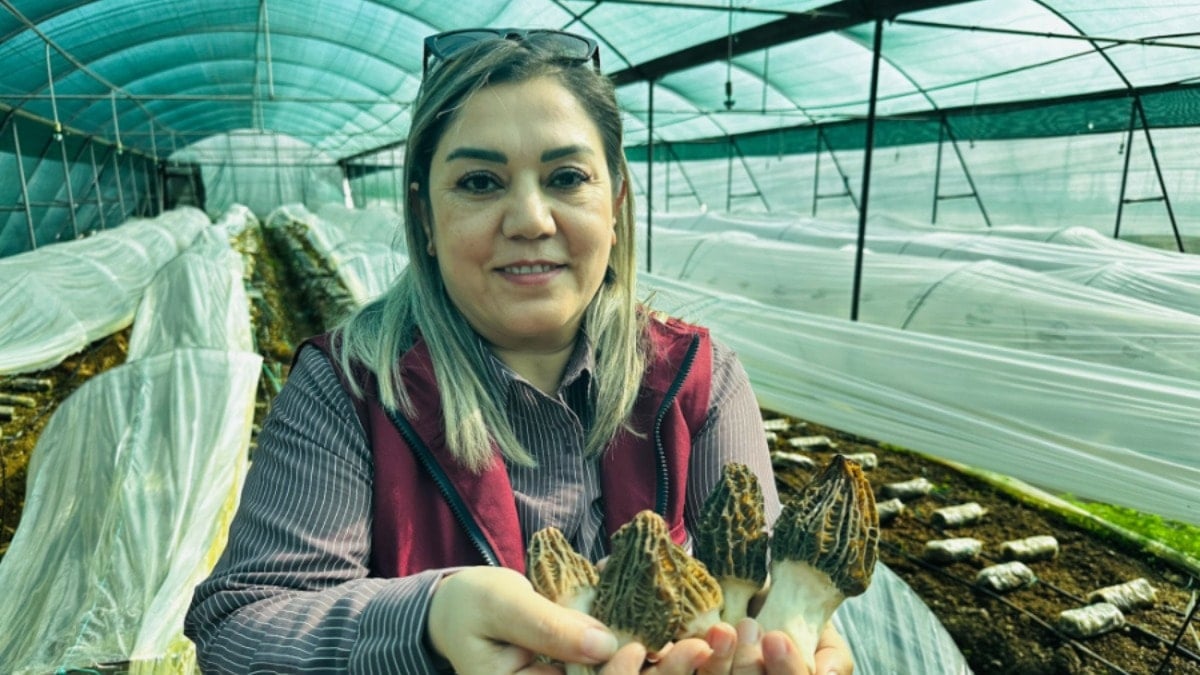 Kilosu 5 bin TL'den kapış kapış gidince çiftçiler öğrenmek için sıraya girdi