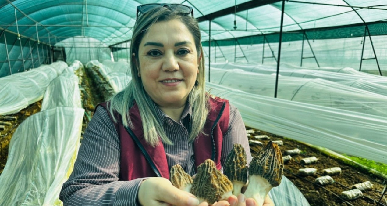 Kilosu 5 bin TL'den kapış kapış gidince çiftçiler öğrenmek için sıraya girdi