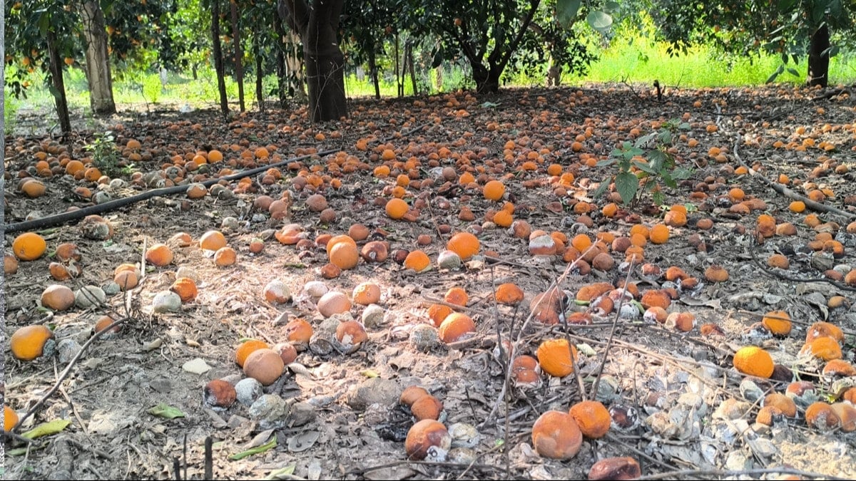 Adanalı portakal üreticisi dert yandı: Büyük kısmı yere döküldü; piyasası yok, satışı yok