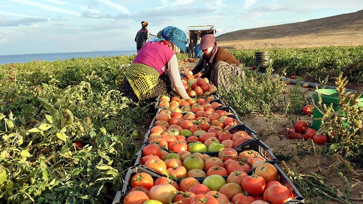 Çiftçiden 10 liraya alıyorlar halka 50 liraya satıyorlar