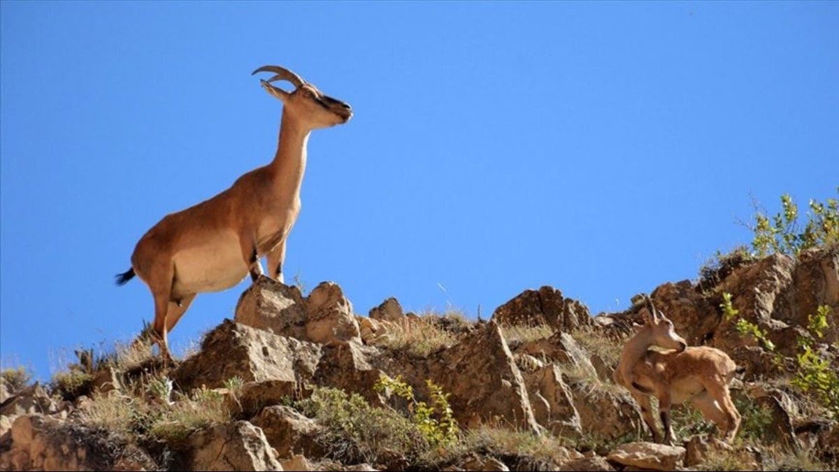 Yasa dışı avcılığa rekor ceza!