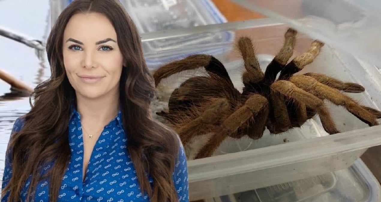 Kiracısına canlı tarantula attı, siyasi kariyeri bitti