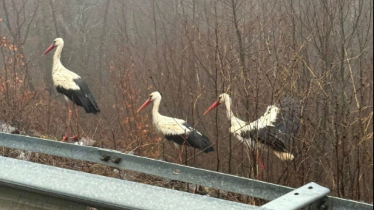 Kırklareli'de göçmen leylekler sise takıldı: Yüzlerce kuş kara yoluna indi