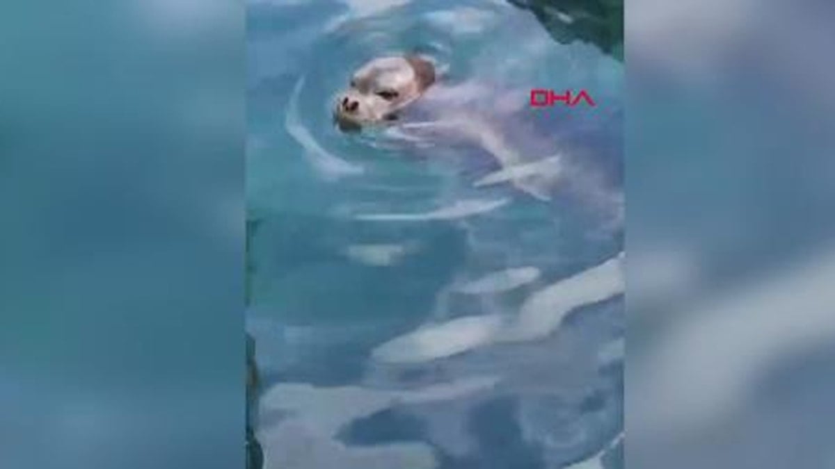 Muğla’da balıkçı barınağında fok görüldü