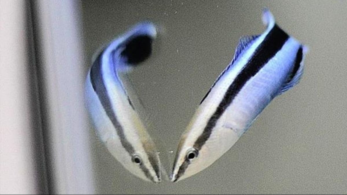 Bu küçük balık zeka testini geçti! Daha önce sadece maymunlarda görülmüştü