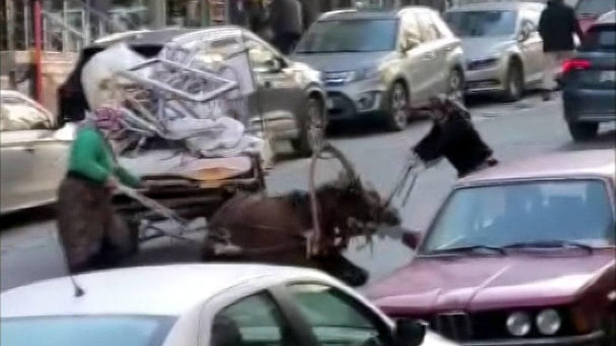 İstanbul'da aşırı yük taşıtılan ata sopa ve kemerli şiddet!
