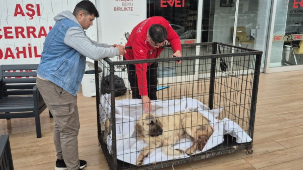Kayıp ilanıyla aranan köpek vurulmuş halde bulundu!