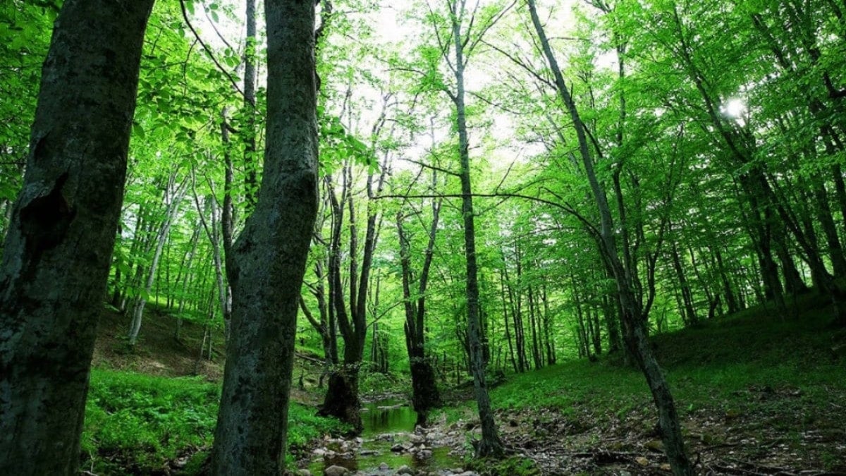 Atatürk Ormanı’nın dibine otel yapacaklar