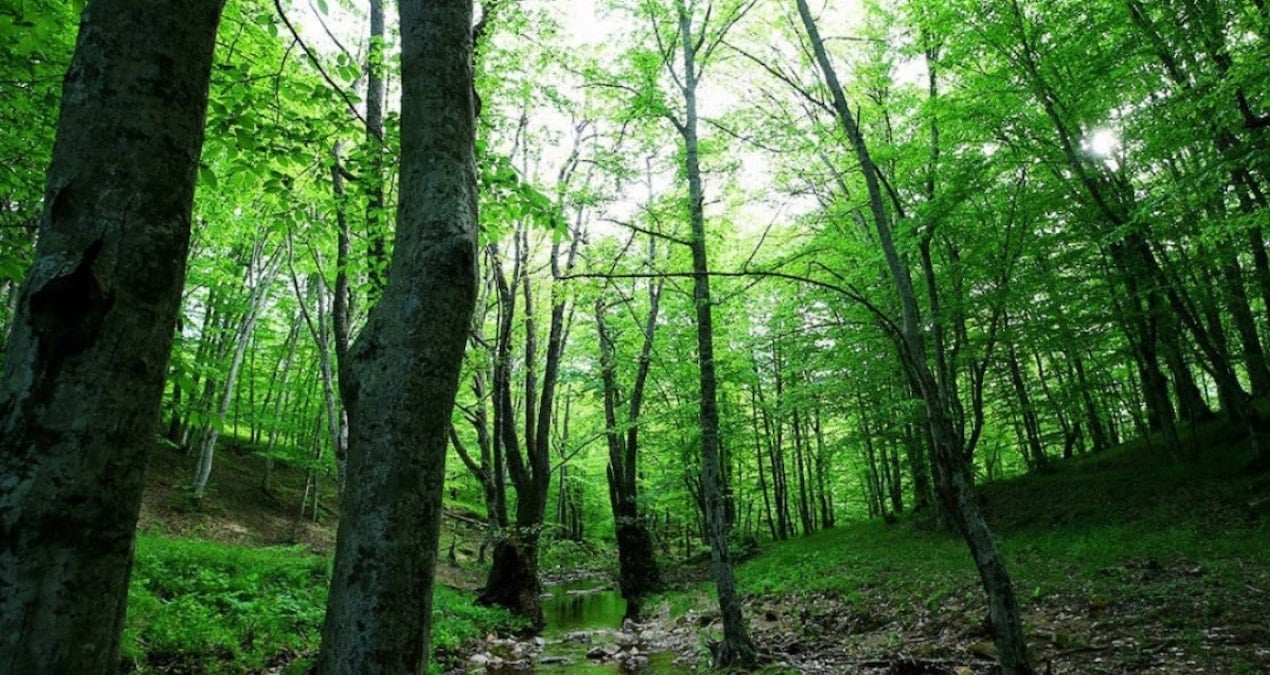 Atatürk Ormanı’nın dibine otel yapacaklar