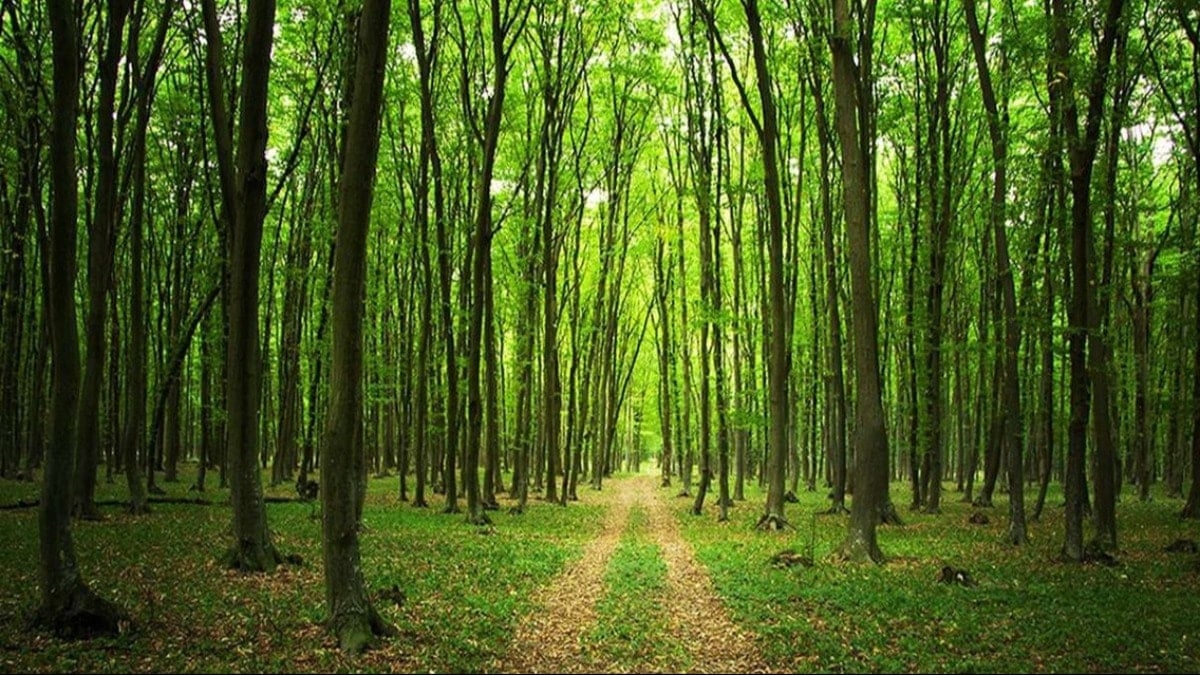 Ormanlara 3 koldan hançer