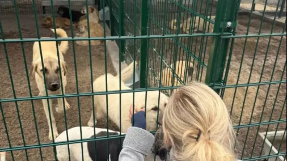 Ankara'da kötü şartlarda tutulan 27 köpek ve 75 kediye el konuldu