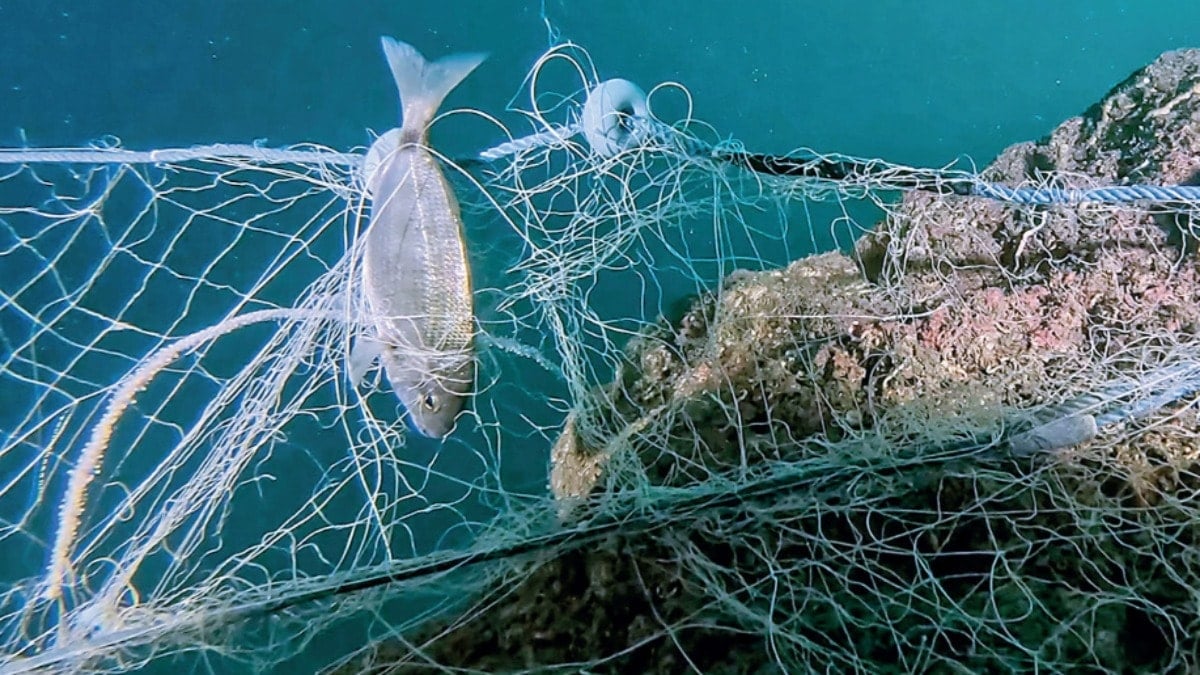 Hayalet ağlar sanata dönüştü