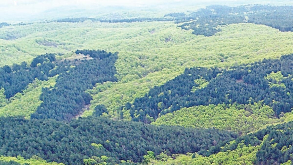 Longoz Ormanlarını Korumak İçin Ne Yapmalıyız?