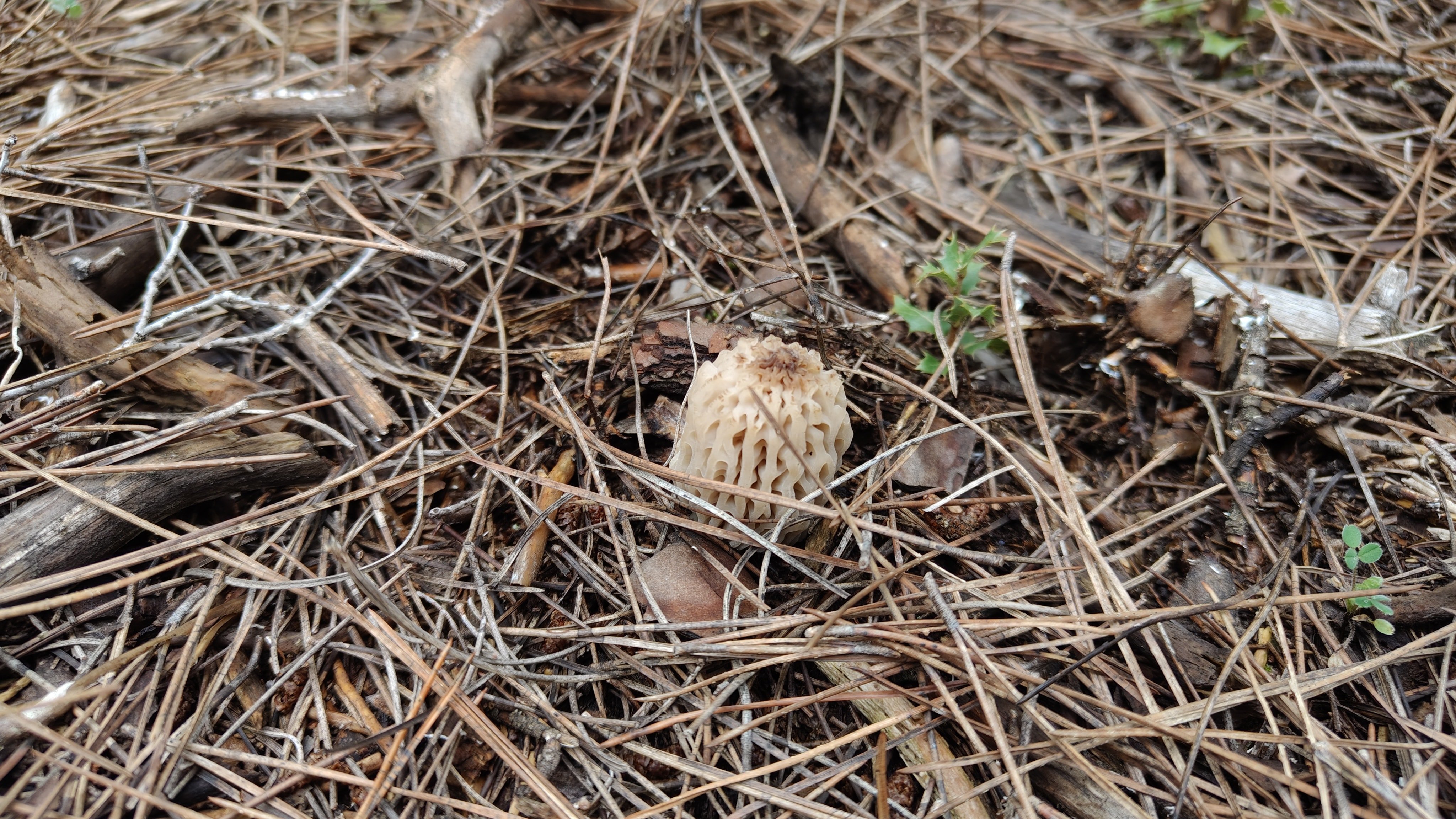 Günlerce dağlarda arıyorlar: 2-3 kilo bulan "altın bulmuş gibi" seviniyor