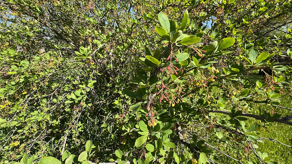 Rusların yüzyıllardır gizlediği 'yaşam iksiri' Türkiye’de bedava yetişiyor