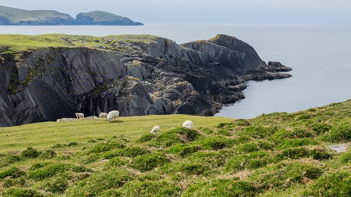 Nüfusu sadece 6 kişi:  İnsan sayısından çok koyun var