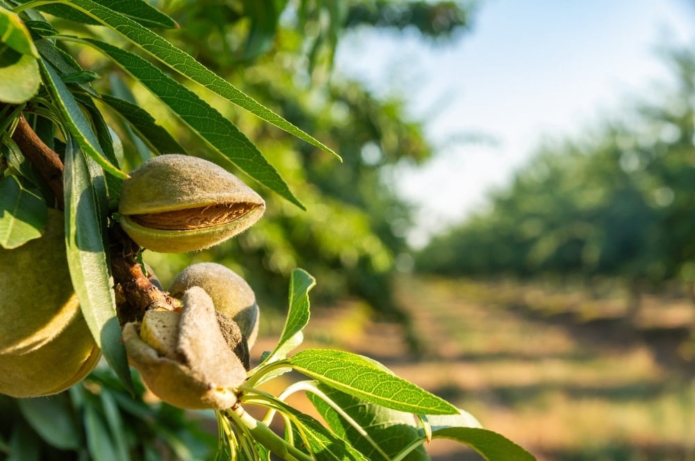 Yılda 400 ton satılıyordu kökeni ilk kez belirlendi