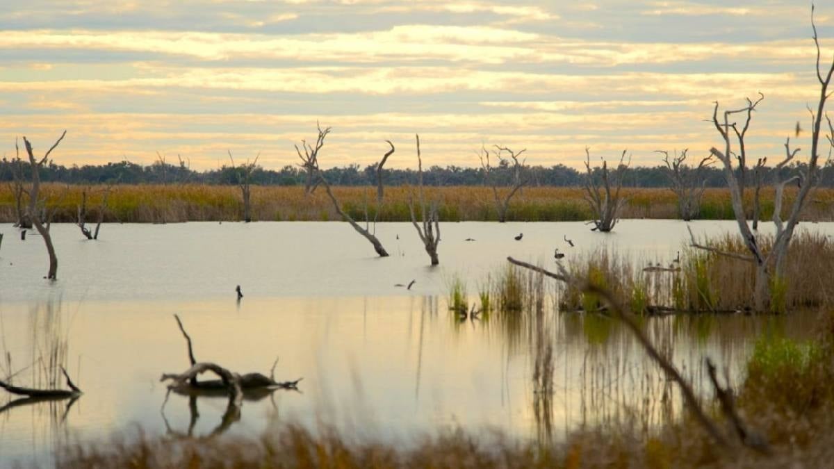 Beş asırlık sır çözüldü: 566 yaşındaki ağaç iklim tarihini yeniden yazıyor