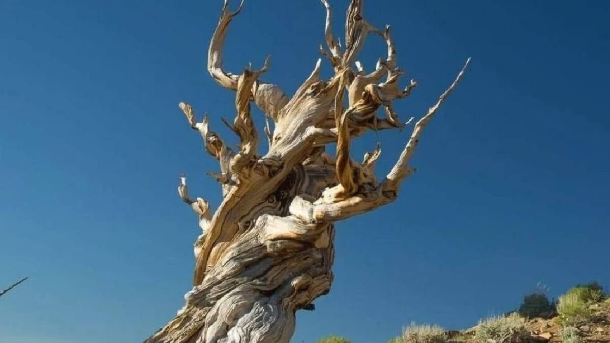 Dünyanın en yaşlı ağacı bilime kurban gitti: Tam 5 bin yıl yaşındaydı