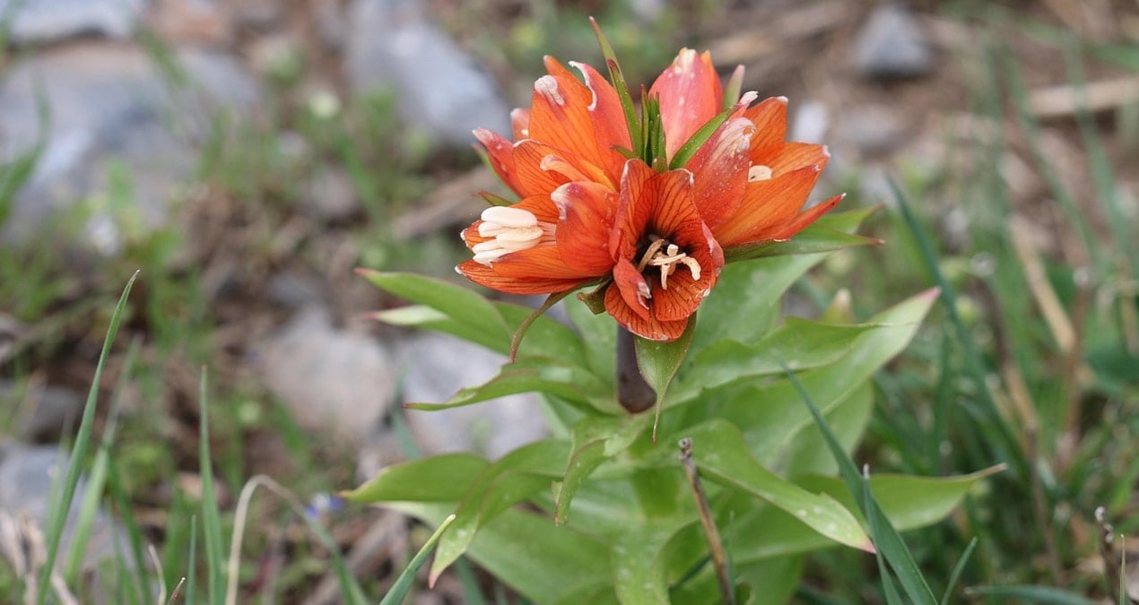 Bundan sonra önüne bakmayan bir araba parası kadar ceza ödeyecek