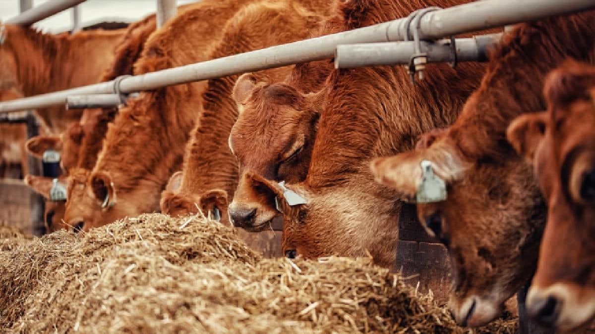 Ahırında tesadüfen hazine buldu: Servet değerinde