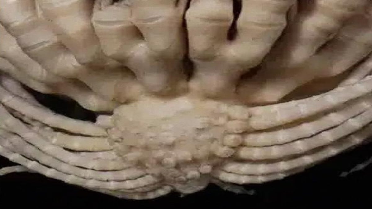 Bir anda suyun altında belirdi: 20 kolu var 