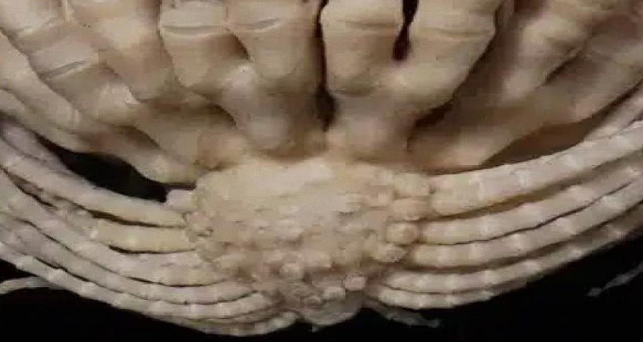 Gizemli yaratık suyun içinde keşfedildi: 20 kolu var, çileğe benziyor