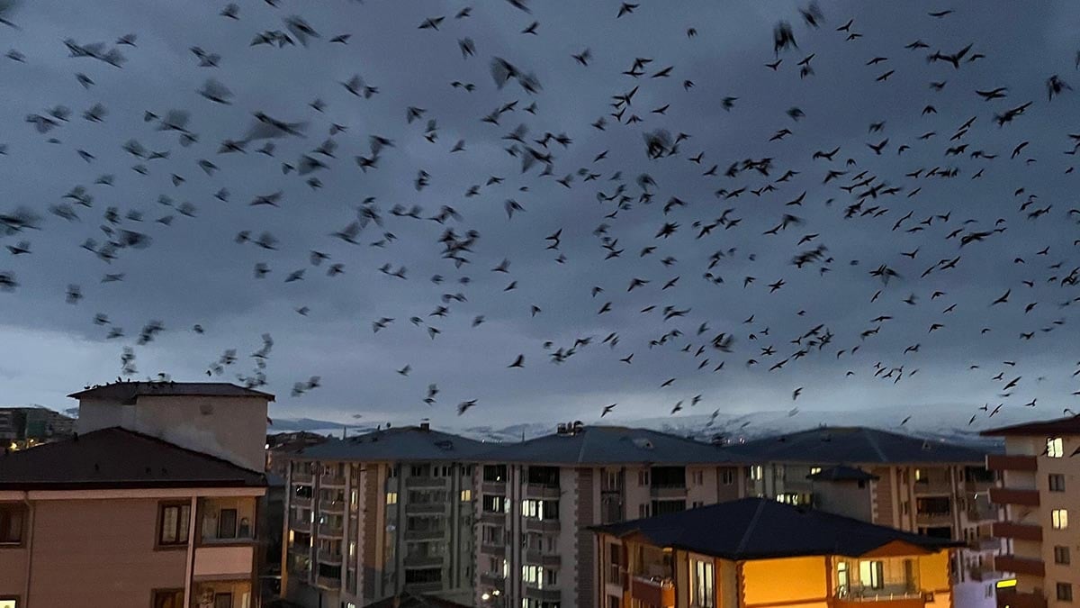 Görüntü Türkiye'den... Kargalar bu şehrimizi istila etti