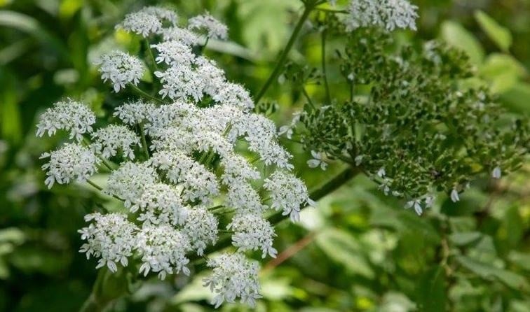 Bahçesindeki bu otu temizlemeyenlere para cezası kesilecek