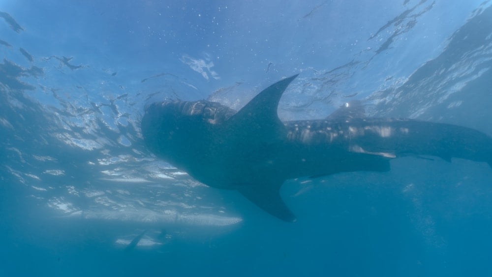 40 yıldır avcılardan kaçan 300 kiloluk balığı bölgenin gençleri yakaladı