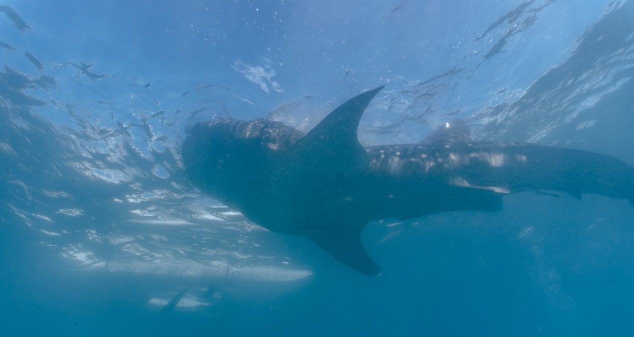 40 yıldır avcılardan kaçan 300 kiloluk balığı bölgenin gençleri yakaladı