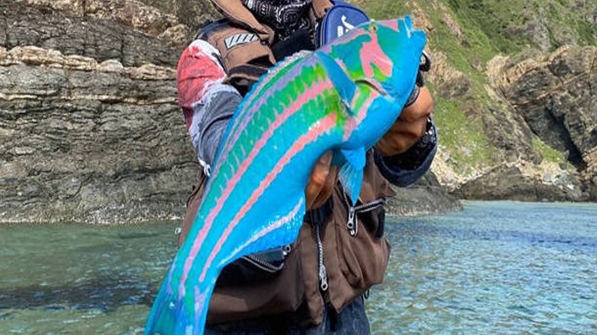 Japonya'da viral olan balığın sırrı açığa çıktı