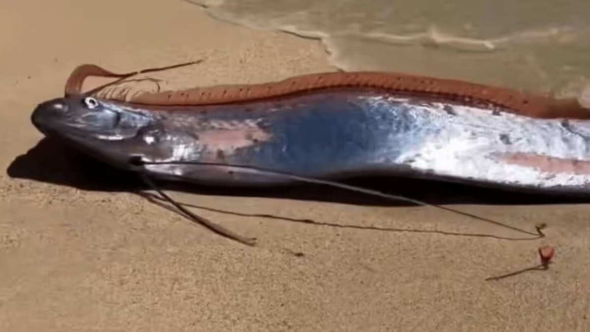 Kıyamet balığı bu sene üçüncü kez görüldü: Verdiği mesaj çok net 