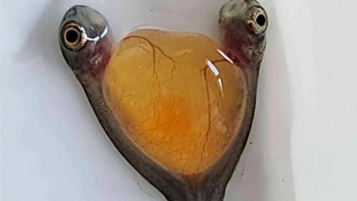 Dünyada bir ilk, denizin derinliklerinde bulundu: İki kafa tek vücutlu yaratık