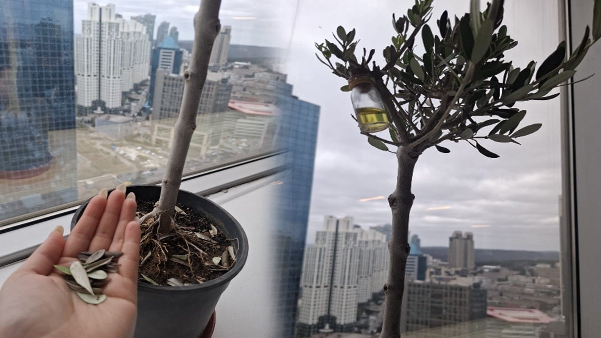 Balkonunda yetiştiren yıl boyu hasat ediyor: Hücre yenileyen mucize