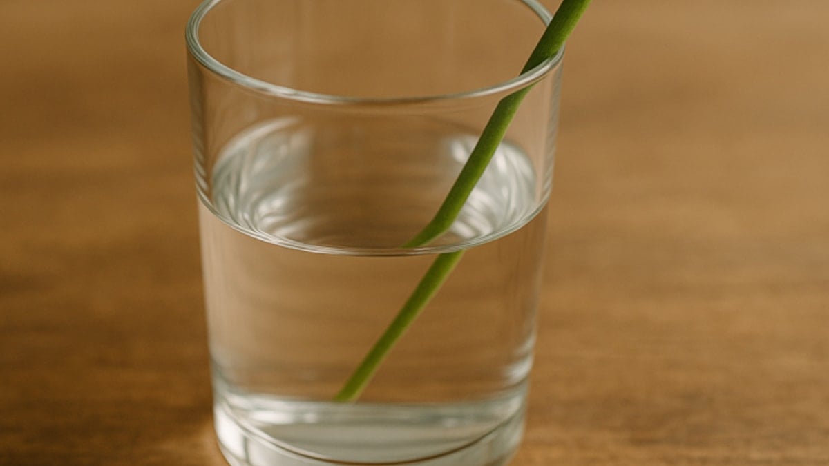 Fiyatı 60 liraya çıkınca herkes bardakta hasat ediyor: 1 kökten 10 tane çıkıyor