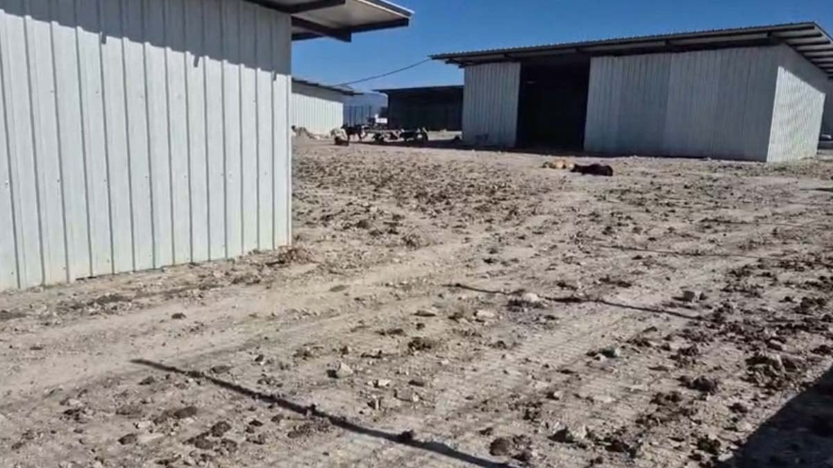 Cumhurbaşkanı açtı, hayvanlar perişan: Barınakta skandal iddialar