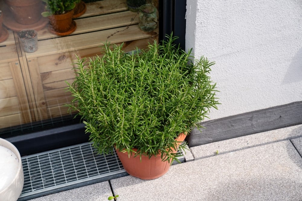 Burnu yaklaştırmak bile yetiyor: Kokusunu alan hiç bir şeyi unutmuyor