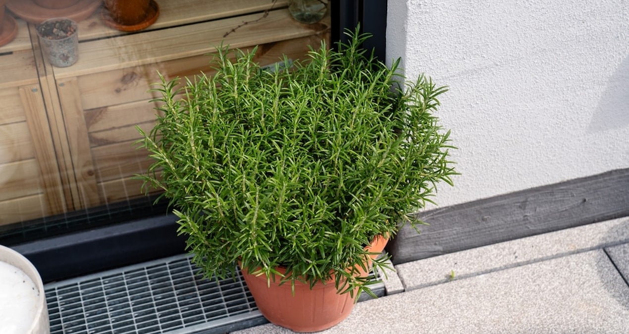 Kokusunu alan bir daha hiç bir şeyi unutmuyor! Burnuna yaklaştıranı bile etkiliyor