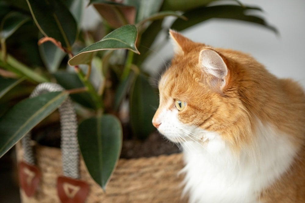 Her evde var ama zehir saçıyor! Öğrenen anında kapıya koyuyor